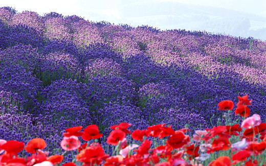 946856 (a): :1920x1200